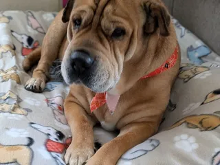 Wags My Tail Pet Grooming