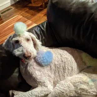 Randi gave my boy a custom "My Little Pony" cut.