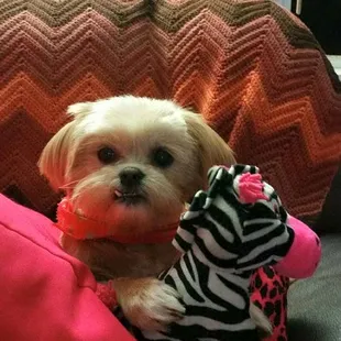My very happy Shih Zhu Precious after she came back from Shaggy Waggle. She's always happy to pose and show off her new toy after grooming.
