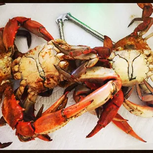 First of the season! #1s cooked and cleaned $41.00