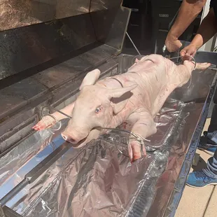 The pig roast begins...