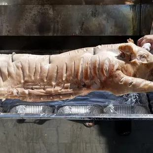 The whole pig at the start of the roast!