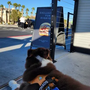 Dog friendly patio