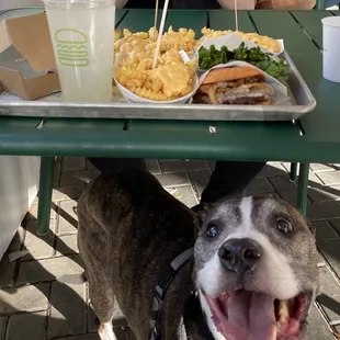 White Truffle Burger &amp; Cheese Fries on the Patio with our happy boy.