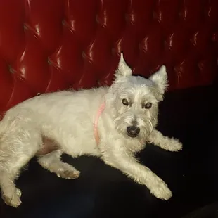 a small white dog sitting on a red couch