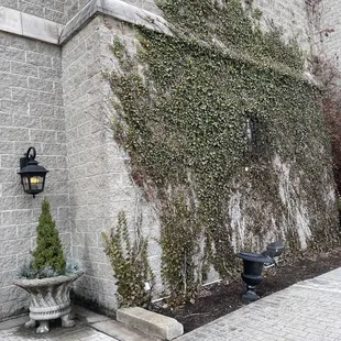 Ivy growing on the side of the castle was gorgeous