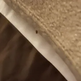 Bed bugs