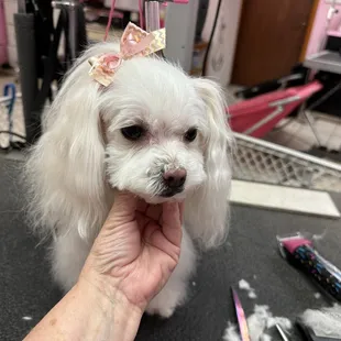 Princess Pup Cake Smith, after groom!
