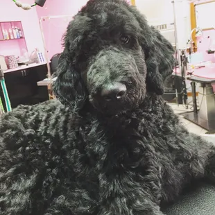 Doggie love it here!!  Buddy the puppy!!