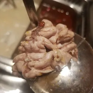 Pig Brain