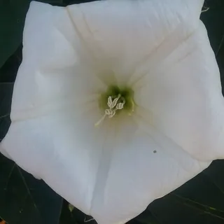 Eileen S.