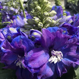 I really thought of buying these flowers. They r so pretty