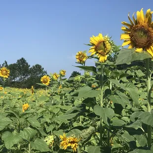 They have a huge sunflower field in the back