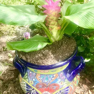 My new curcuma ginger - I love it! So pretty and tropical and so much cheaper here than Home Depot or Lowe's!