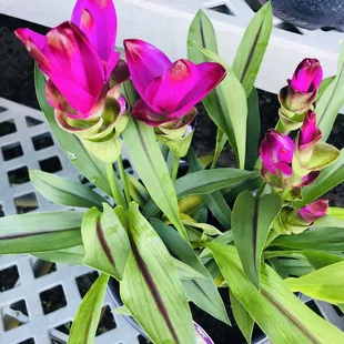 Curcumin- part sun I really like these!