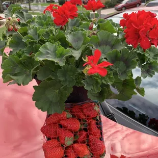 Jan 2020: Large healthy plant @ $10.99 &amp; sweet Plant City Strawberries
