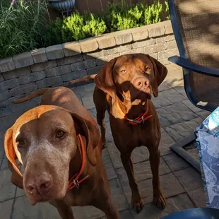 two dogs on a patio