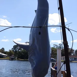 Shark Bites Shark