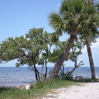 Tana A.