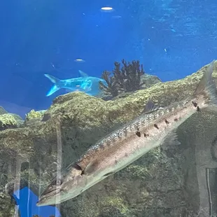 The Aquarium may be closed, but the Shark Reef Cafe is open.