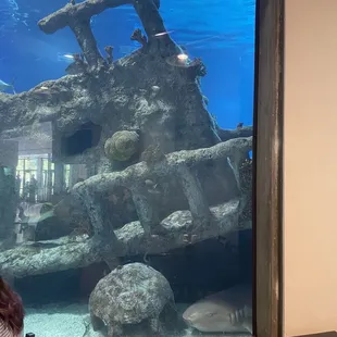 a woman sitting in front of the aquarium