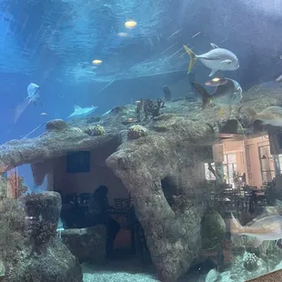 View from seating area of Shark Reef