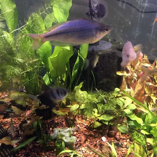 Freshwater tank