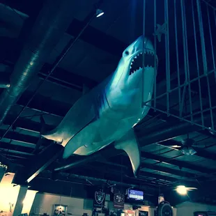 Shark decor