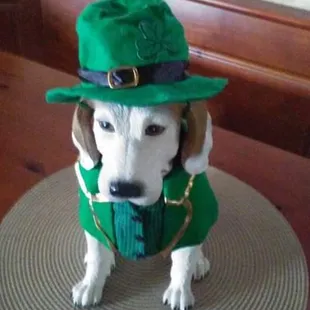 a dog wearing a green hat