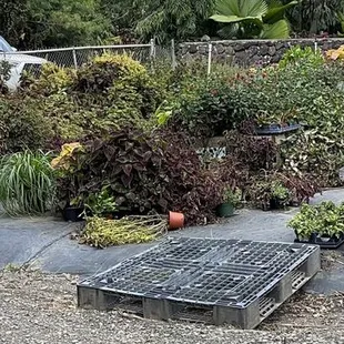 Sharon's Plants Ltd