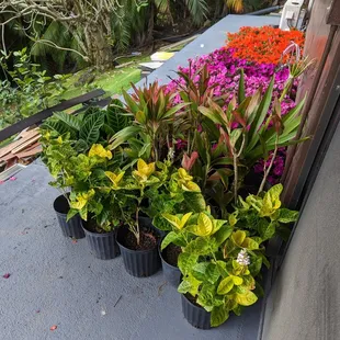 Just some of my new plants!