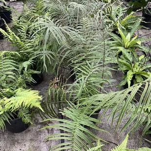 ferns