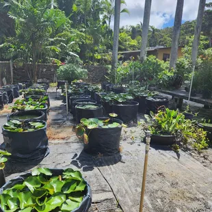 Variety of water plants