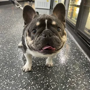 We love dogs, your dog are welcome to our store