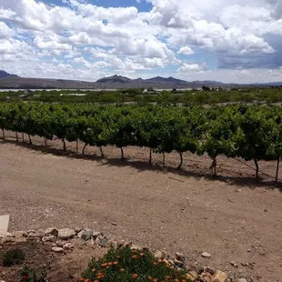 Yhe vineyard is greening up nicely