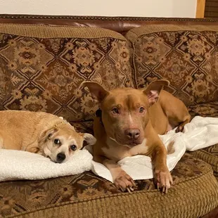 2 dogs lovin life on the couch