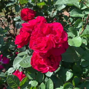 Roses in Shaw Garden