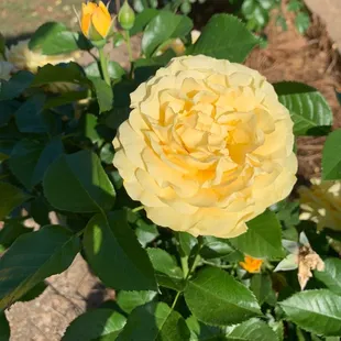 Roses in Shaw Garden