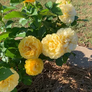 Roses in Shaw Garden