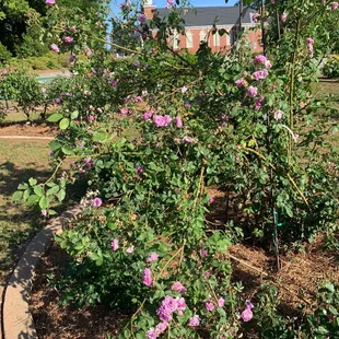 Roses in Shaw Garden