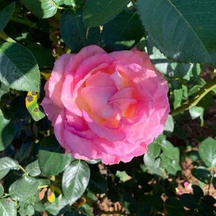 Roses in Shaw Garden
