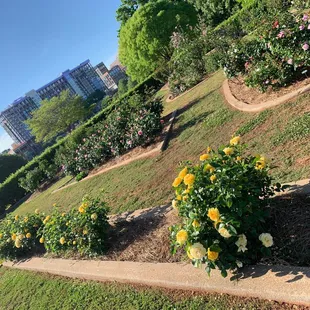 Roses in Shaw Harden