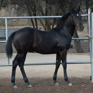 Diamond is a son of GOLD KING PEPONITA out of a daughter of SOLID SUNSET.  Bred by Shawna Dahl - visit Diamond today!