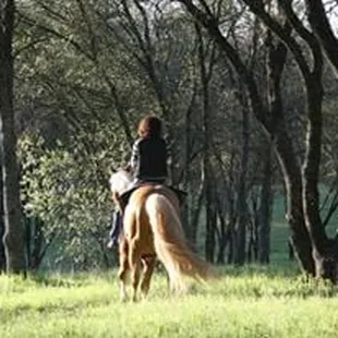 AQHA Stallion SOLID SUNSET on a spring day - come visit him today!