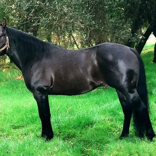 AQHA Stallion GOLD KING PEPONITA aka King.  Come visit King and some of his progeny today!