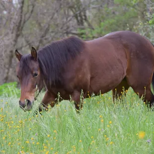 "Rabbit" in the wildflowers - spring 2016 - shawnadahl.com