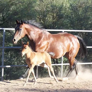 Crickets Little Flo and her 2013 filly by GOLD KING PEPONITA, Rabbit.