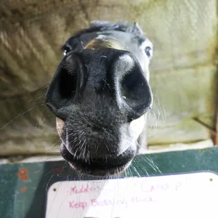 Your equine are in the very best hands at Shawnee Animal Hospital, where we deliver general and advanced medical services wit...