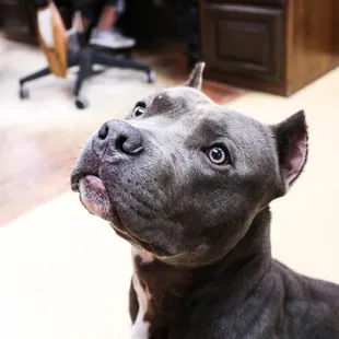 Our hospital team is proud of our extensive large animal services. We're just as skilled and knowledgeable in small animal se...