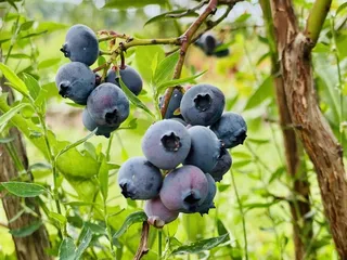 Gieringers Family Orchard & Berry Farm